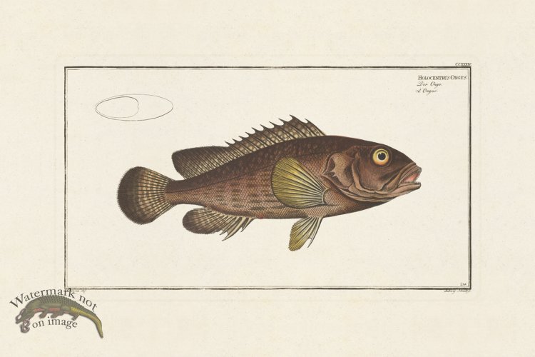 (image for) BLOCH FISH 234