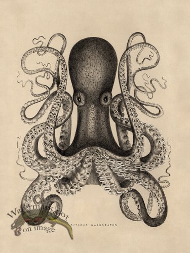 (image for) Octopus Tan 01