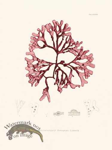 (image for) Bradbury Seaweed 083