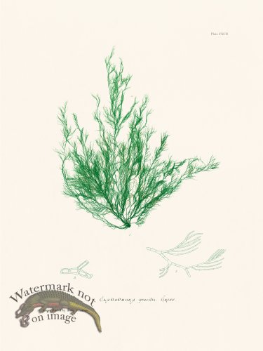 (image for) Bradbury Seaweed 192
