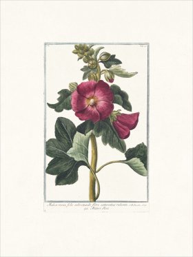 Bonelli 045 Malva Rosea