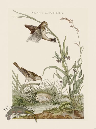 (image for) Nozeman Bird 200