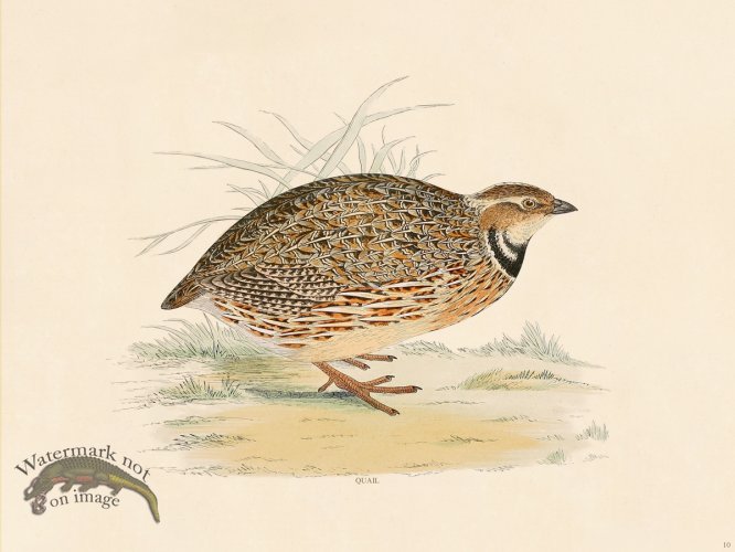 (image for) 10 BGB Quail