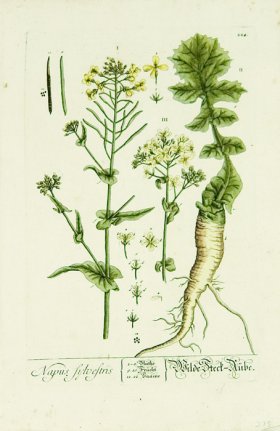 Blackwell German 198