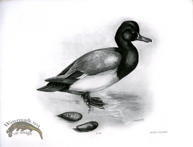 (image for) Bird 13 SCAUP DUCK