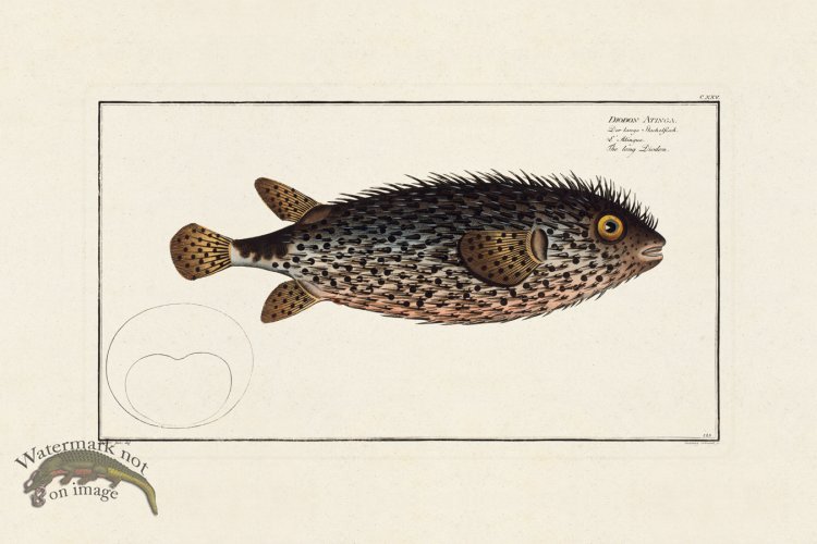 (image for) BLOCH FISH 125