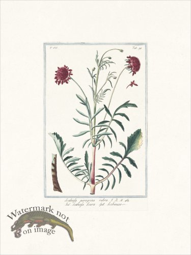 (image for) Bonelli 694 Pincushion Flower