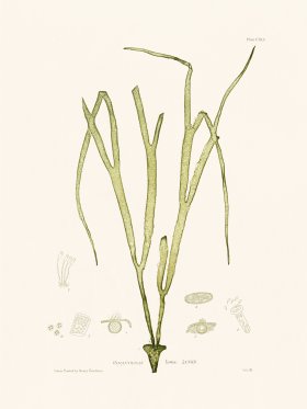 Bradbury Seaweed 141
