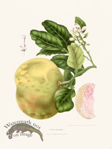 (image for) Horticulture of Java 03