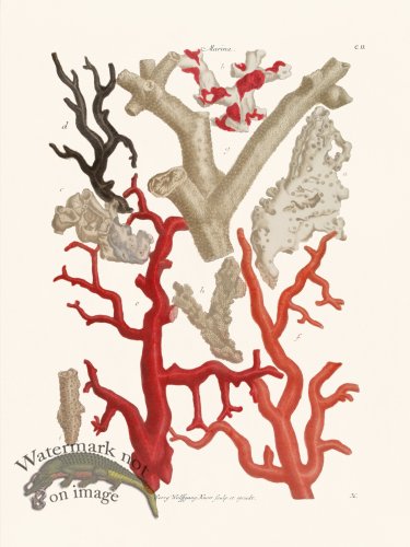 (image for) Knorr Coral 13