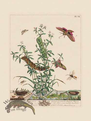 Moses Harris Insects 07