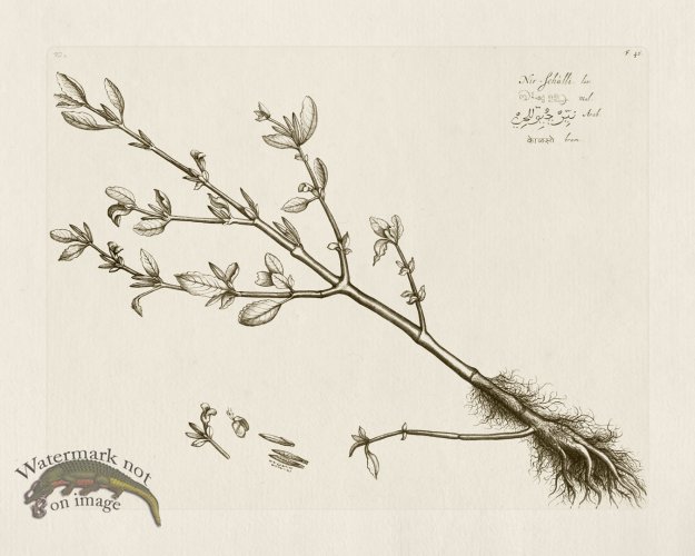 (image for) HORTUS VOL 02 46