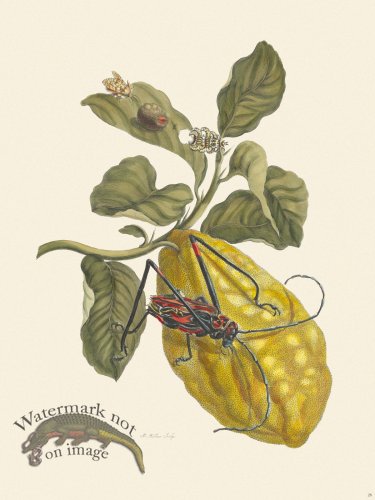 Merian Metamorphosis 28