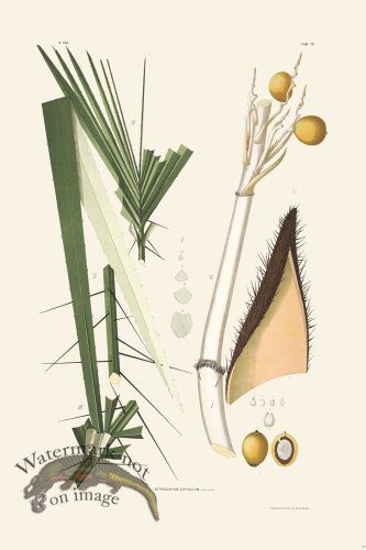 (image for) Rodrigues Palm Front 049