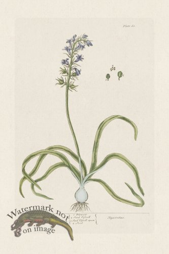 (image for) BEE 061 Hyacinth or Hare Bells