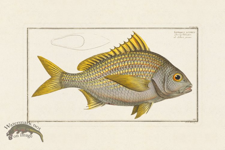 (image for) BLOCH FISH 247