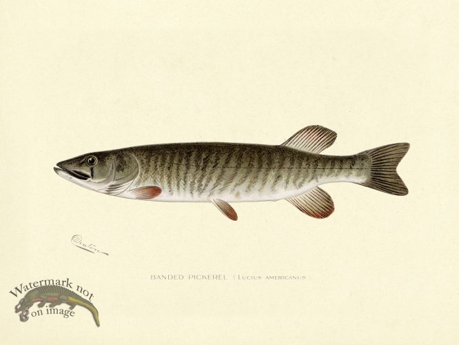 (image for) Pickerel - Banded