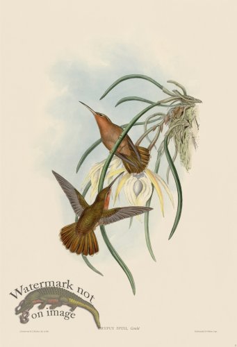 (image for) Gould Hummingbird 002