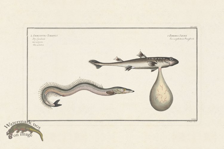 (image for) BLOCH FISH 075