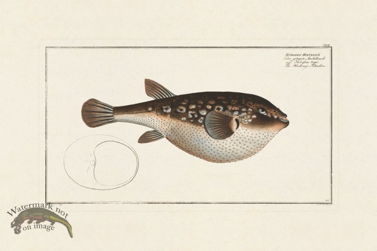 (image for) BLOCH FISH 143