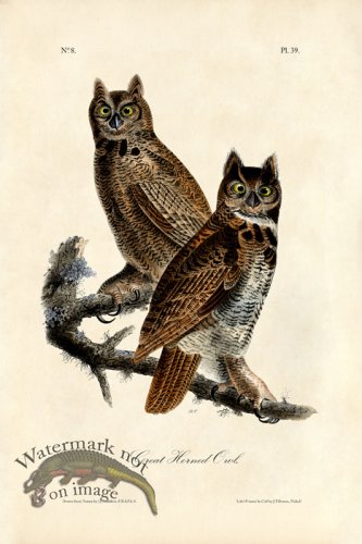 (image for) Great Horned Owl