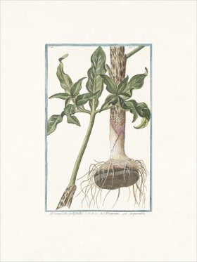 Bonelli 177 Serpentaire