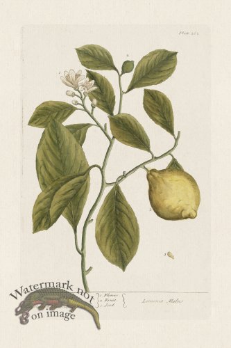(image for) BEE 362 The Lemon-Tree