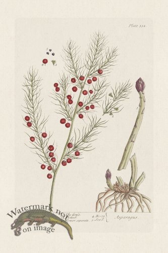 (image for) BEE 332 Sparagus