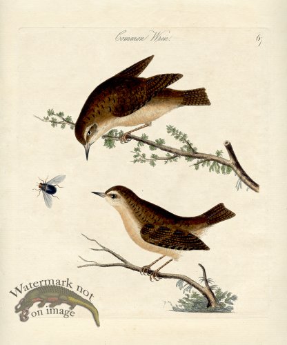(image for) Common Wren
