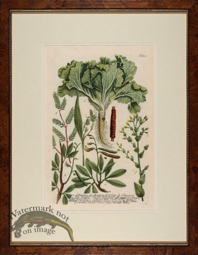 (image for) Weinmann Burl with Gold DM 12