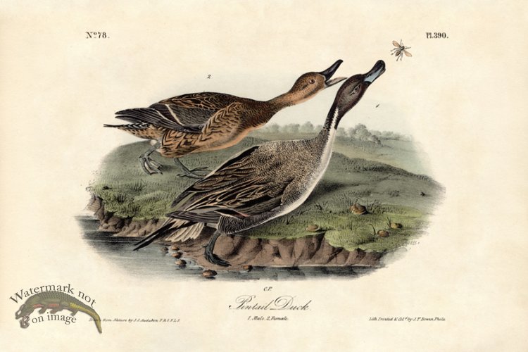 (image for) Pintail Duck