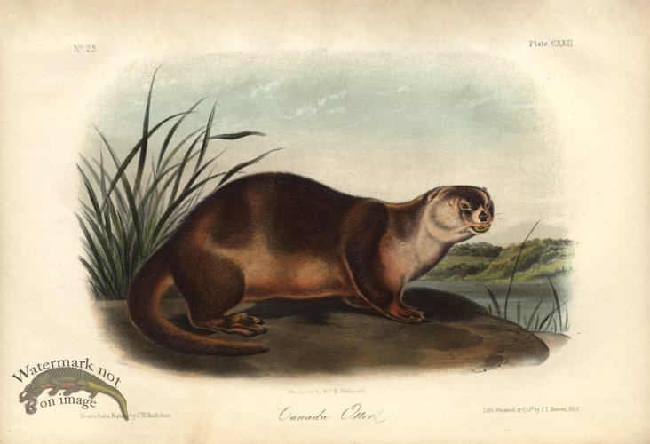 Canada Otter