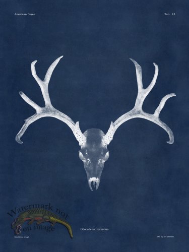 (image for) Blue Bones 13 Mule Deer