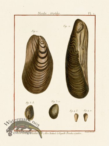 (image for) Diderot Shell 01