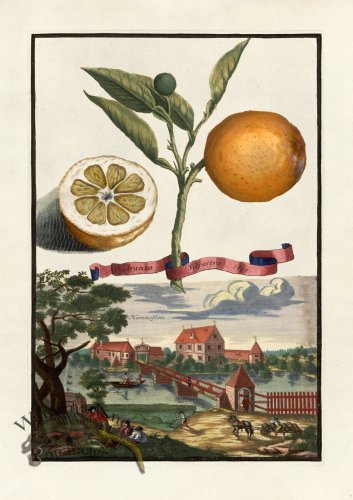 (image for) Volckamer 007