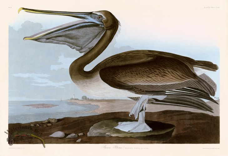 (image for) 421 Brown Pelican