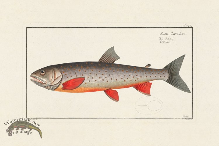 (image for) BLOCH FISH 099