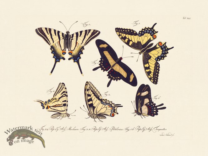 (image for) Jablonsky Butterfly 045