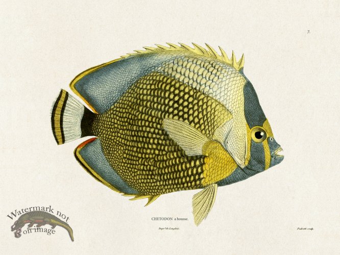 (image for) Werner Fish 007