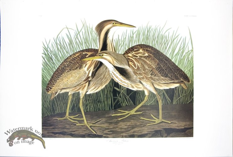 (image for) American Bittern