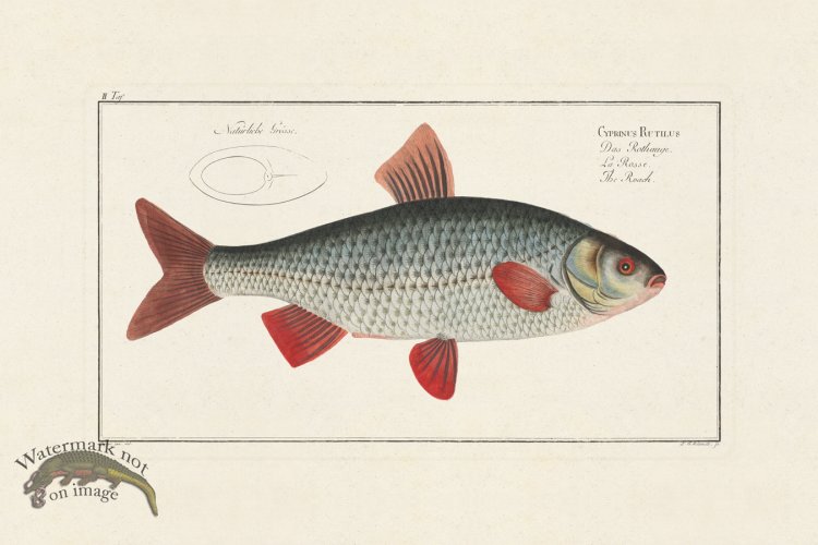 (image for) Bloch Fish 002