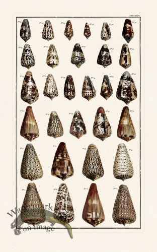 (image for) Seba B2 044