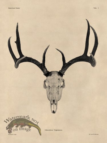(image for) Tan Bones 01 White Tail