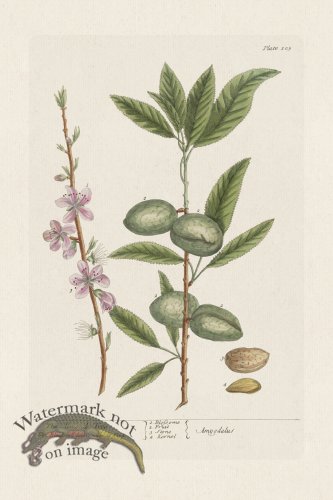 (image for) BEE 105 The Almond Tree