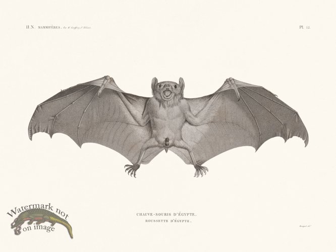 (image for) Bats of the World 12