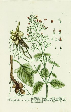 Blackwell German 034