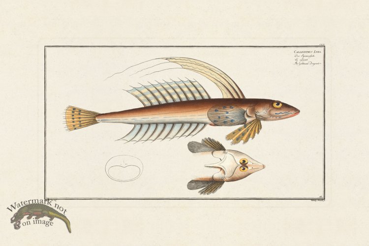 (image for) BLOCH FISH 161