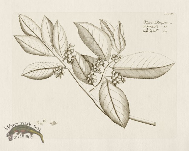 (image for) HORTUS VOl 05 07