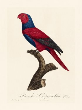 Barraband Parrot 054