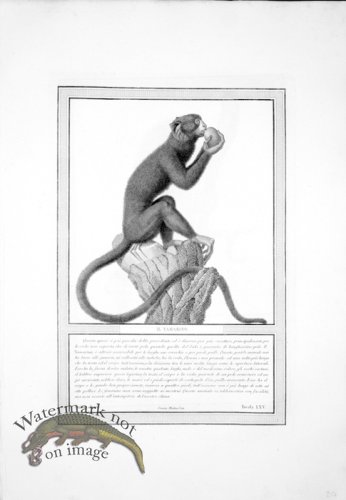 (image for) The_Monkeys_20